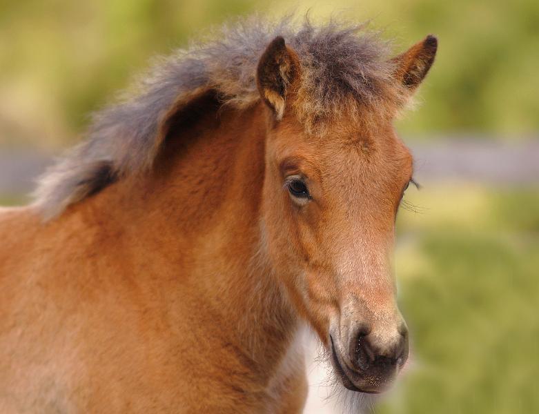 Gina von Heidmoor a.jpg